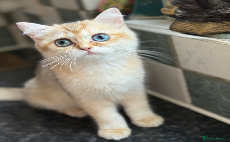 British Shorthair cats in London - Advert 11