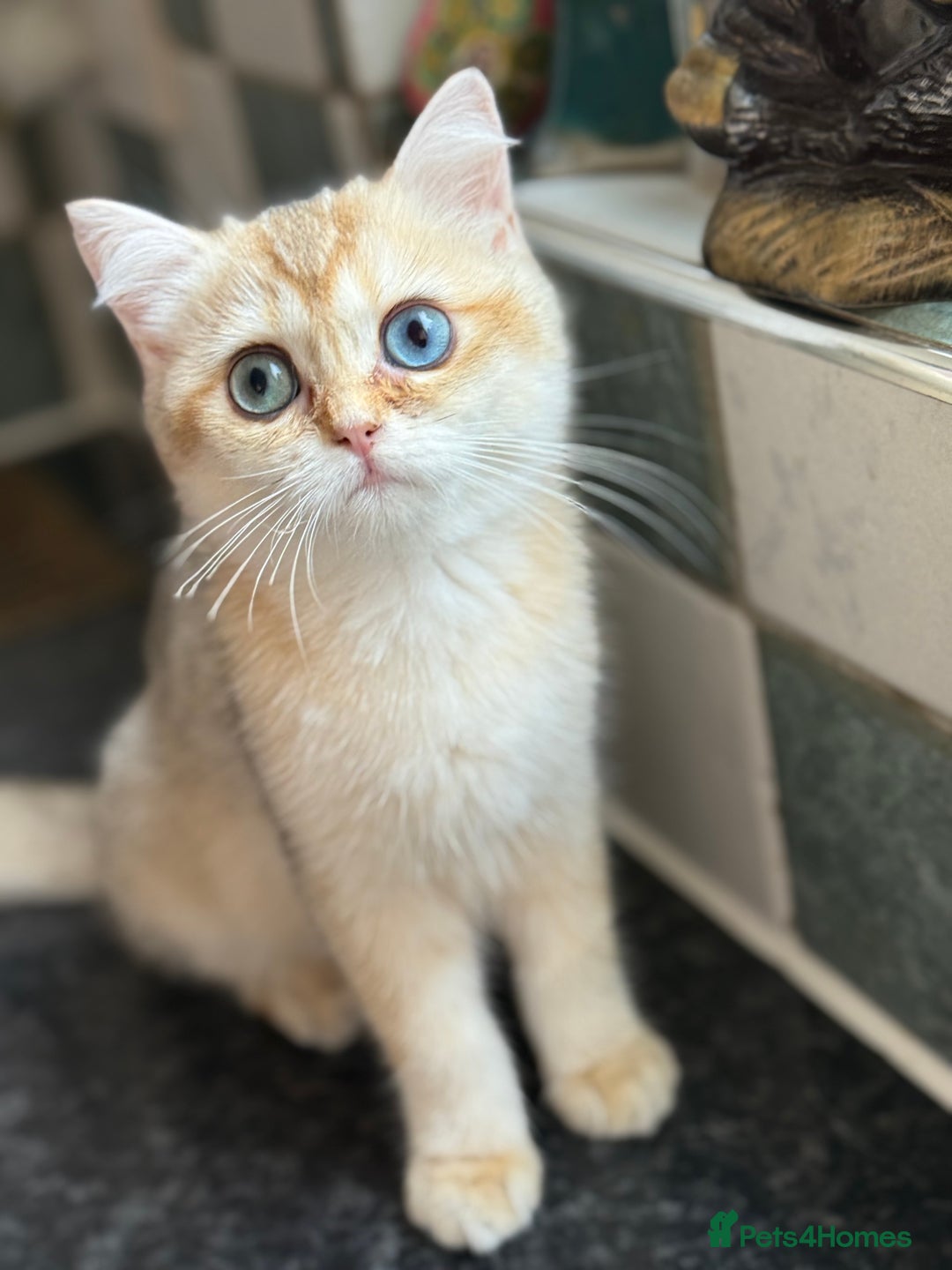 British Shorthair cats for sale: GCCF reg BSH Last Black Golden Odd Eyes Female in London - Image 1