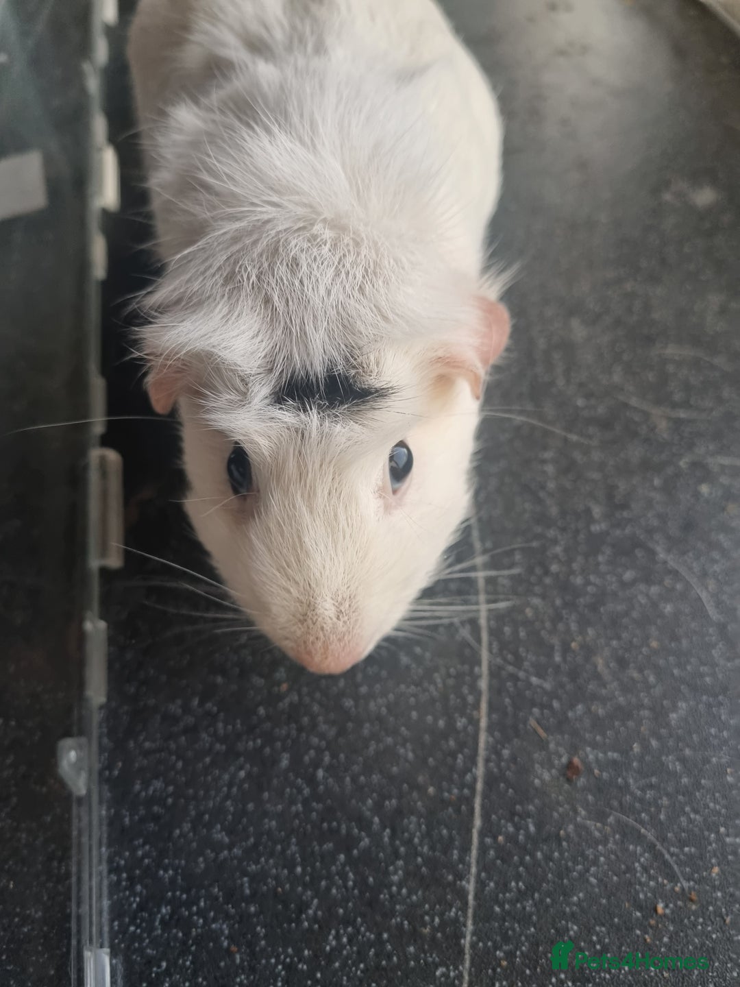 Guinea Pig rodents for sale: Three lovely guinea pigs looking for a new home - Advert 8