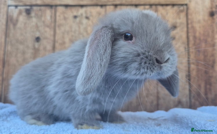 Mini Lop rabbits - Advert 17