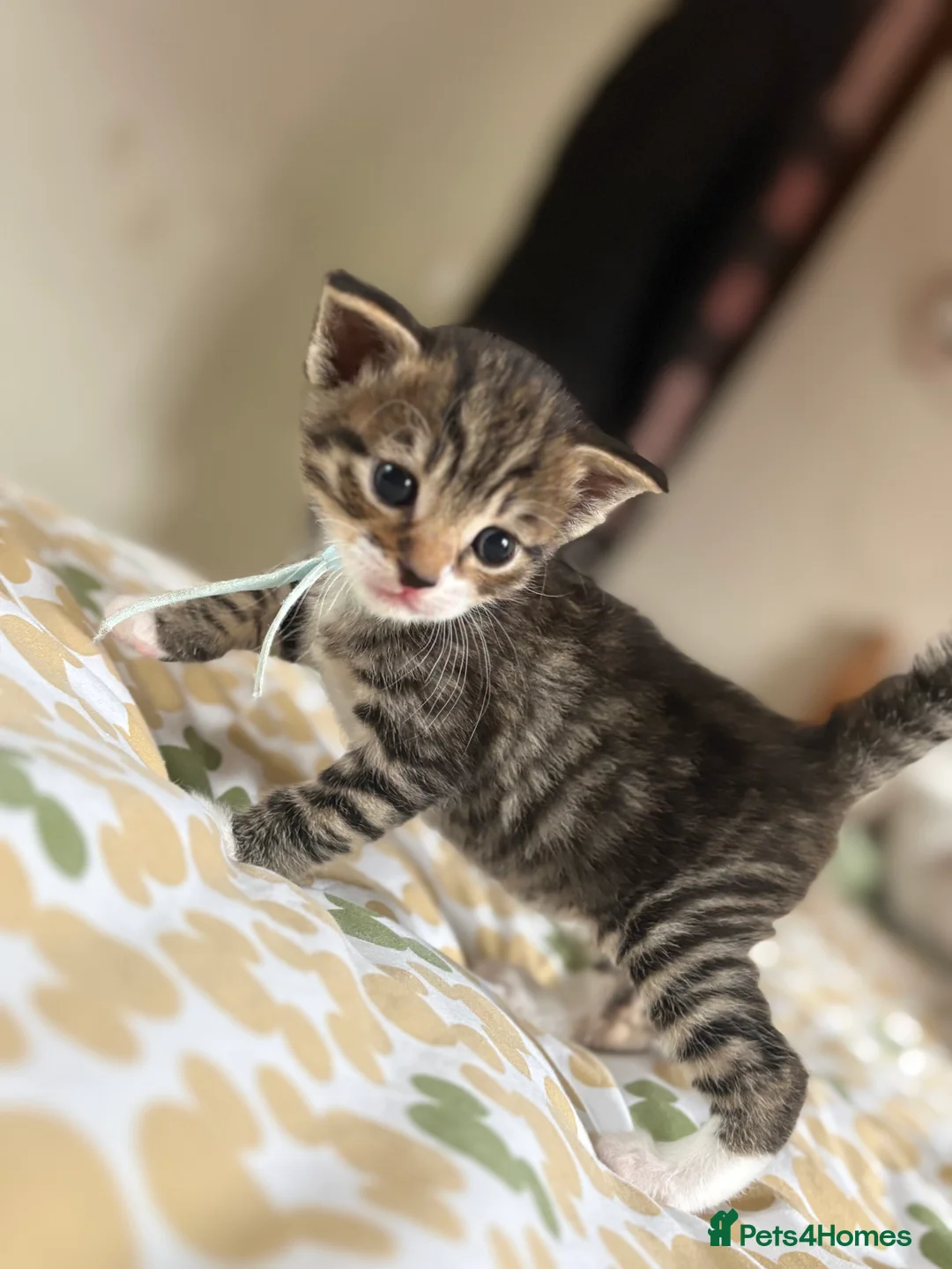 Mixed Breed cats for sale: Turkish angora mix kittens  in Ilkeston - Advert 16