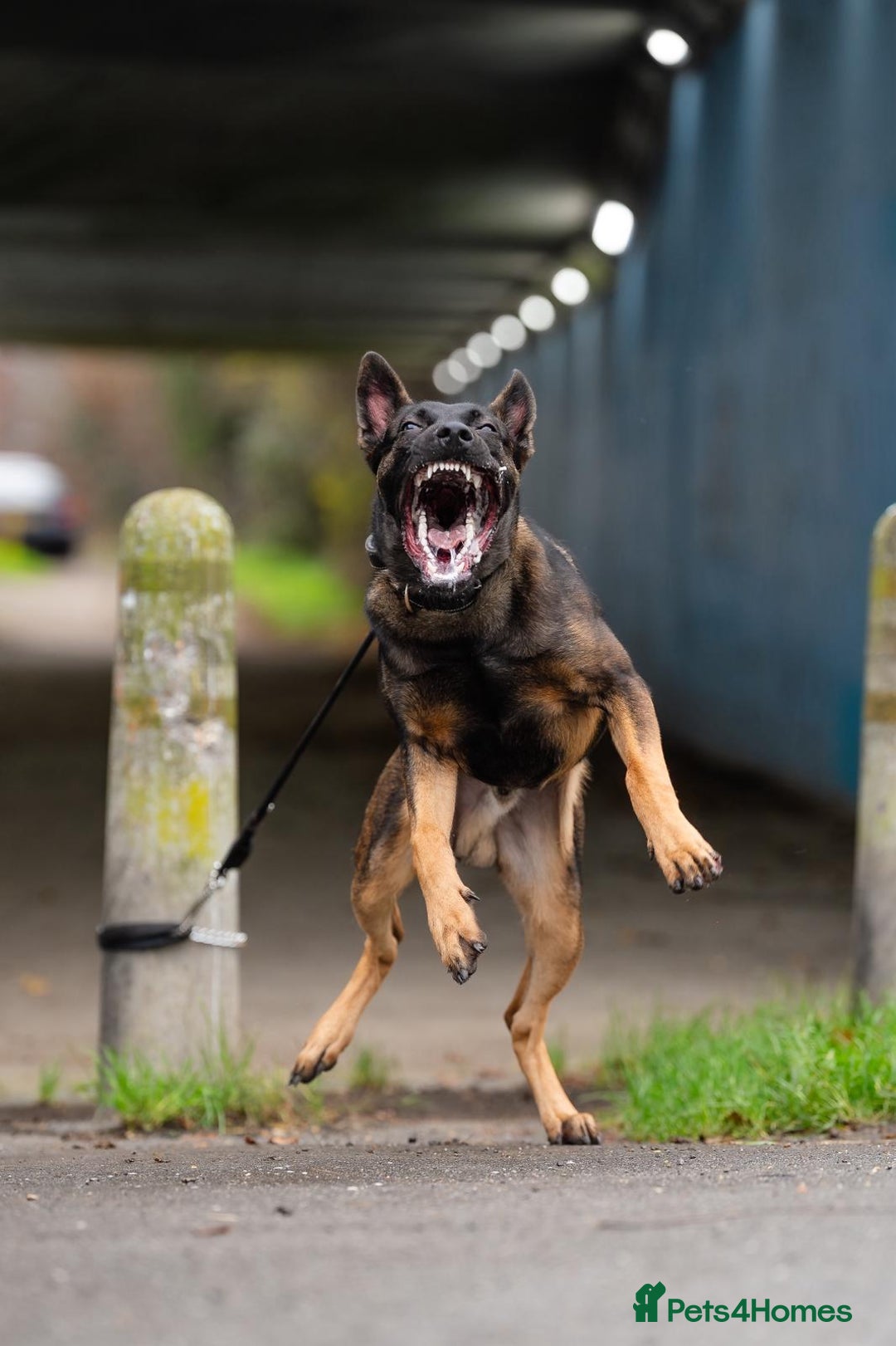 Belgian Shepherd Dog dogs for sale: Herder Bones 🦴 - Advert 2