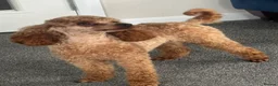 Toy Poodle dogs for sale: Tiny Toy Poodle - Advert 11