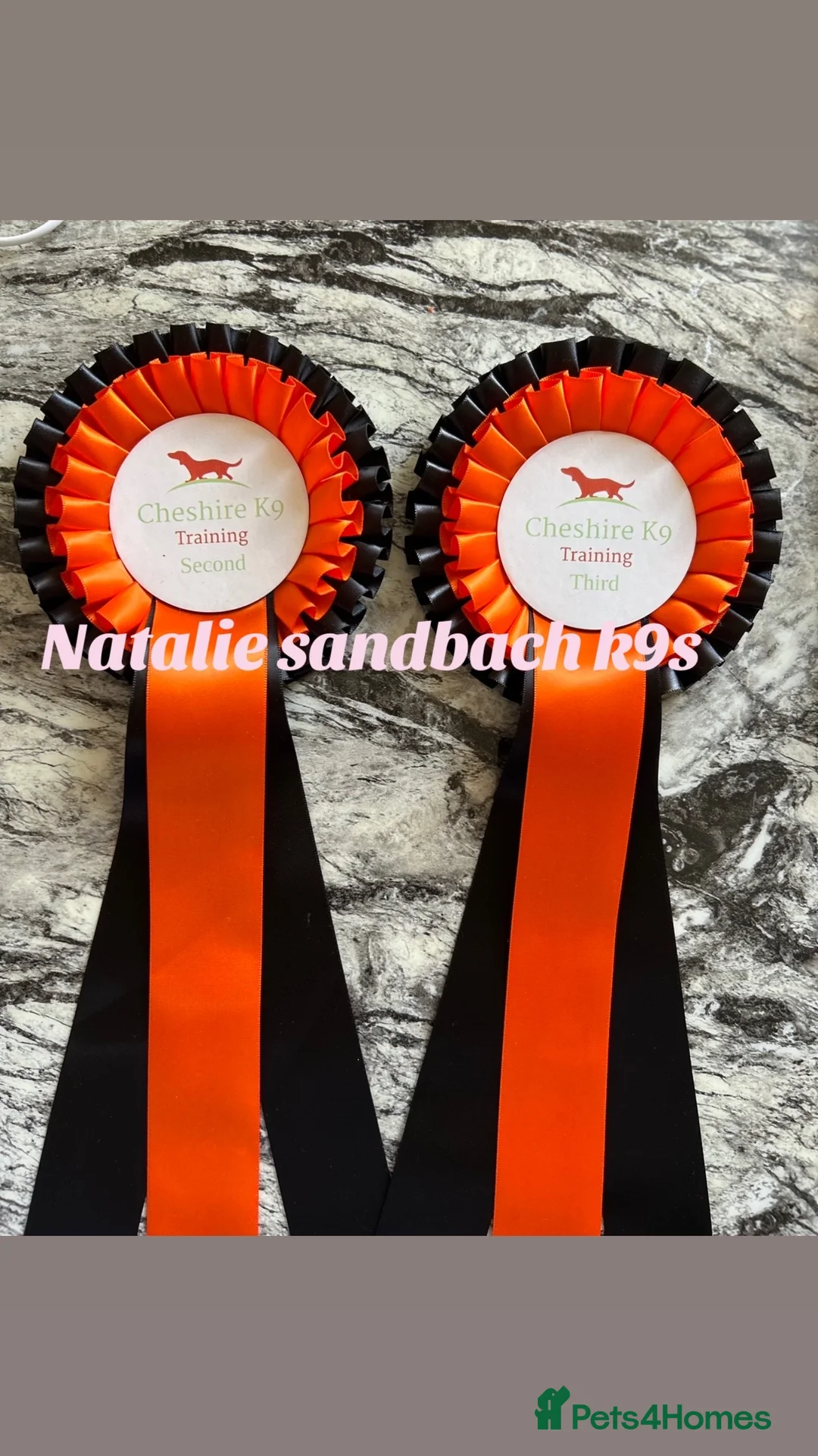 Cavalier King Charles Spaniel dogs for stud: kc Cavalier, King, Charles stud 🐶 in Sandbach - Advert 5