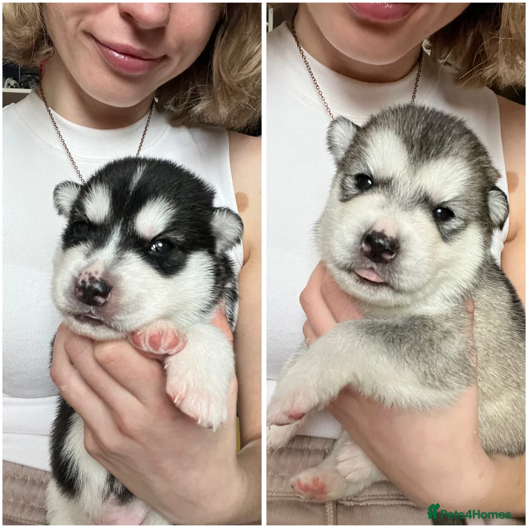Utonagan dogs for sale: Alaskan Malamute PuppiesMicrochippedOnly 4 Left! - Advert 2