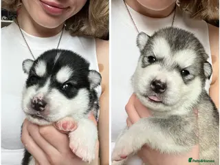 Utonagan dogs Strong Breed Puppies Alaskan Malamute/Husky - Advert 2