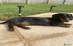 Dachshund dogs for sale: Daschund  - Image 19