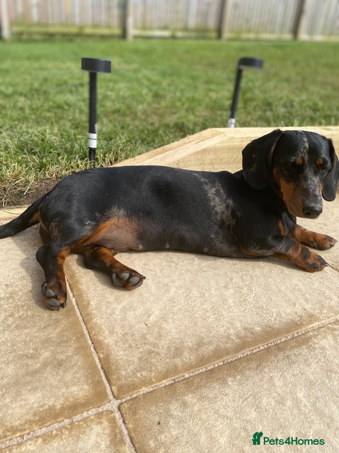 Dachshund dogs for sale: Daschund  - Image 19