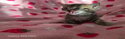 Mixed Breed cats for sale: Adorable Bengal x Shorthair Kittens  - Advert 8