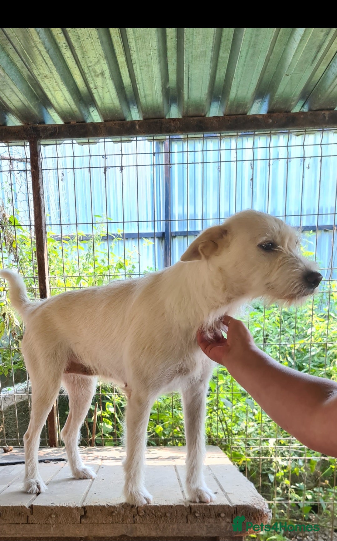 Mixed Breed dogs for adoption: ENYA. 15kg. 20 inch tall  - Image 4