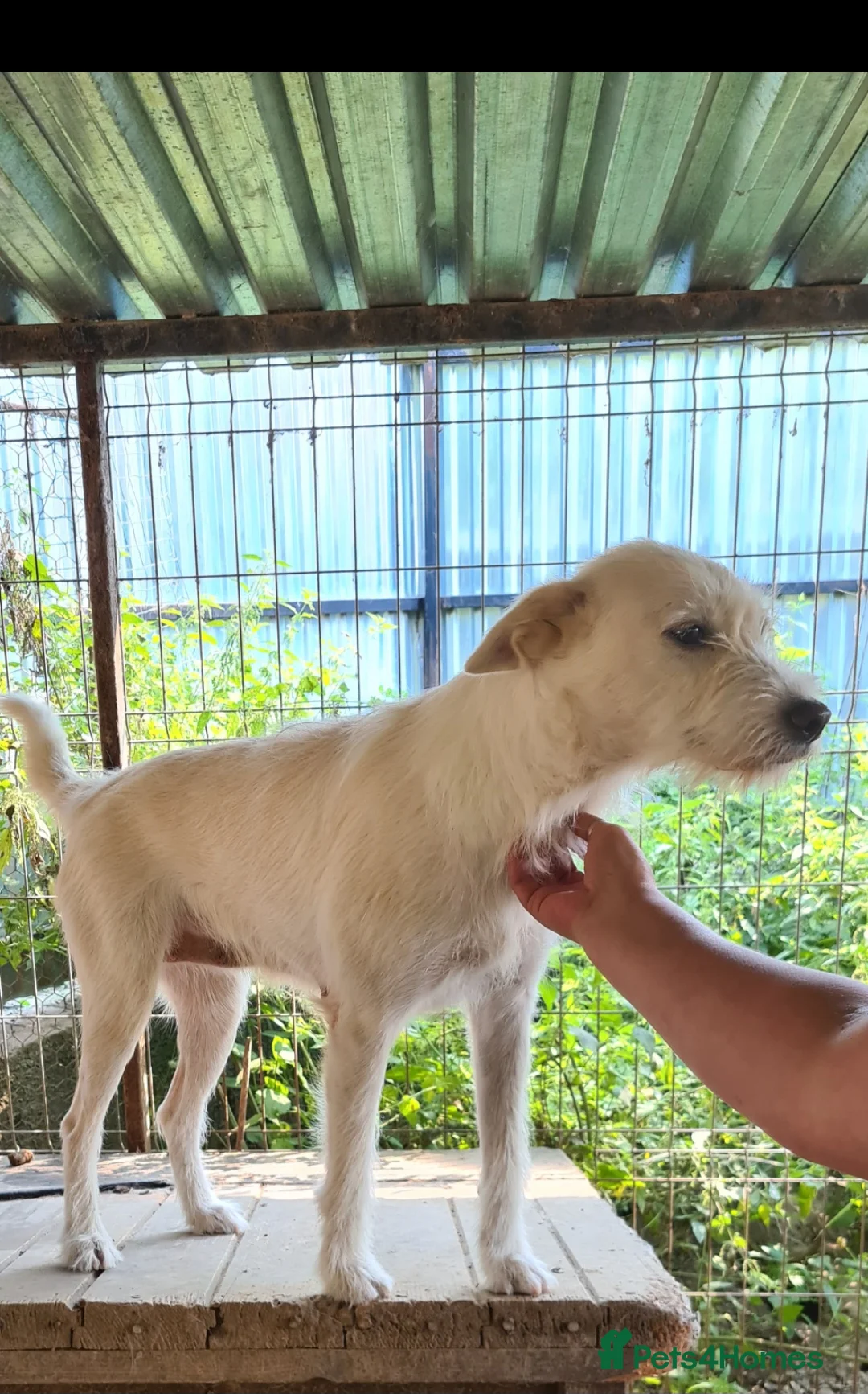 Mixed Breed dogs for adoption: ENYA. 15kg. 20 inch tall  - Advert 4