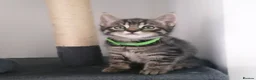 Mixed Breed cats for sale: Exceptional Kittens, Wonderful Personalities ❤️ in Waltham Cross - Advert 16