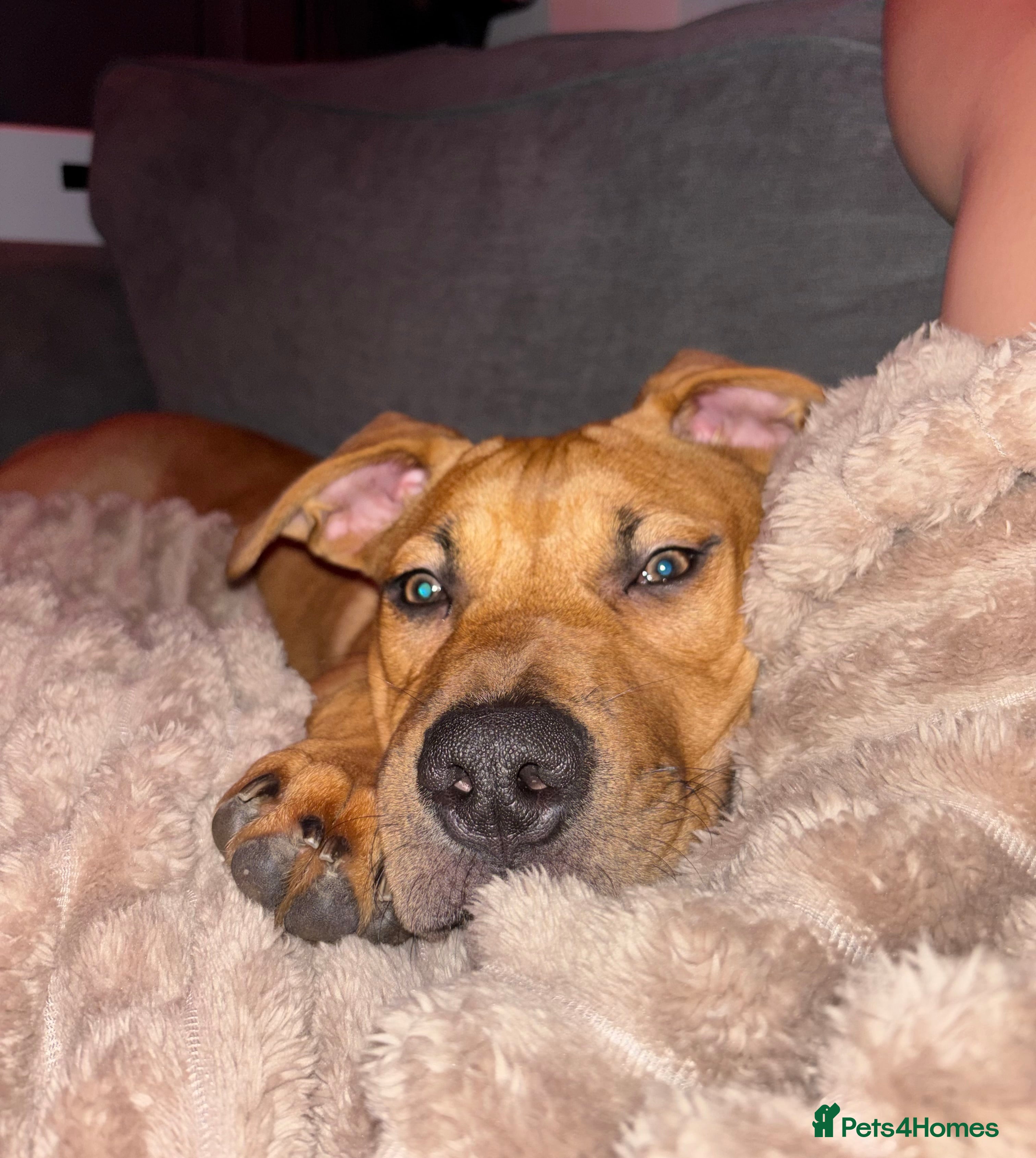 Mixed Breed dogs Cane corso x American bulldog pup - Advert 1