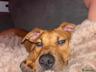 Mixed Breed dogs Cane corso x American bulldog pup - Advert 1