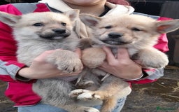 Shepsky dogs for sale: German Shepherd cross Husky Puppies  - Image 9