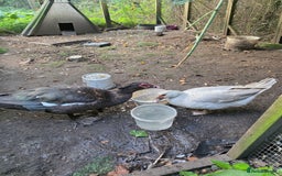 Ducks poultry for sale: Breeding pair of muscovy ducks - Image 1