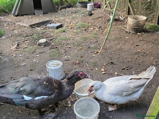 Ducks poultry - Advert 34