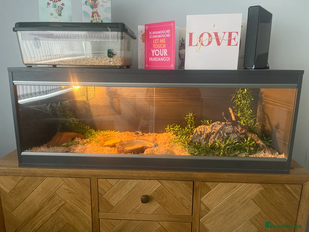 Corn Snake reptiles for sale: Blood Red Corn Snake  - Advert 2