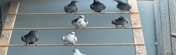 Pigeons birds for sale: 2026 Young Racing Pigeons  in Chesterfield - Advert 8