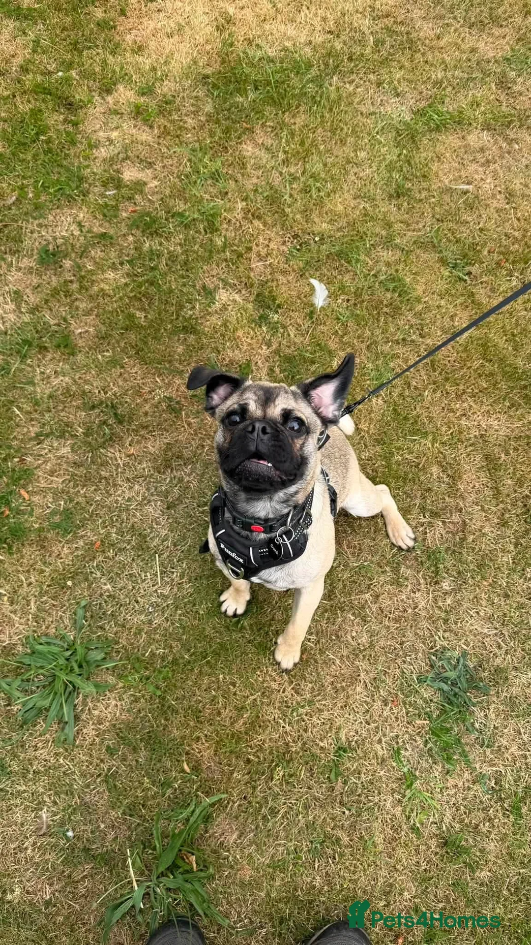 Mixed Breed dogs for adoption: Tiny  - Advert 7