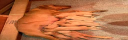 Labrador Retriever dogs for sale: KC REG - fox red Labrador puppies - Advert 4