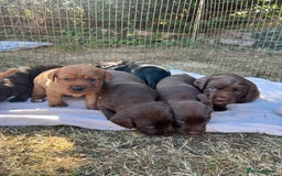Cockerdor dogs for sale: Beautiful Cockerdor puppies for sale  - Image 9