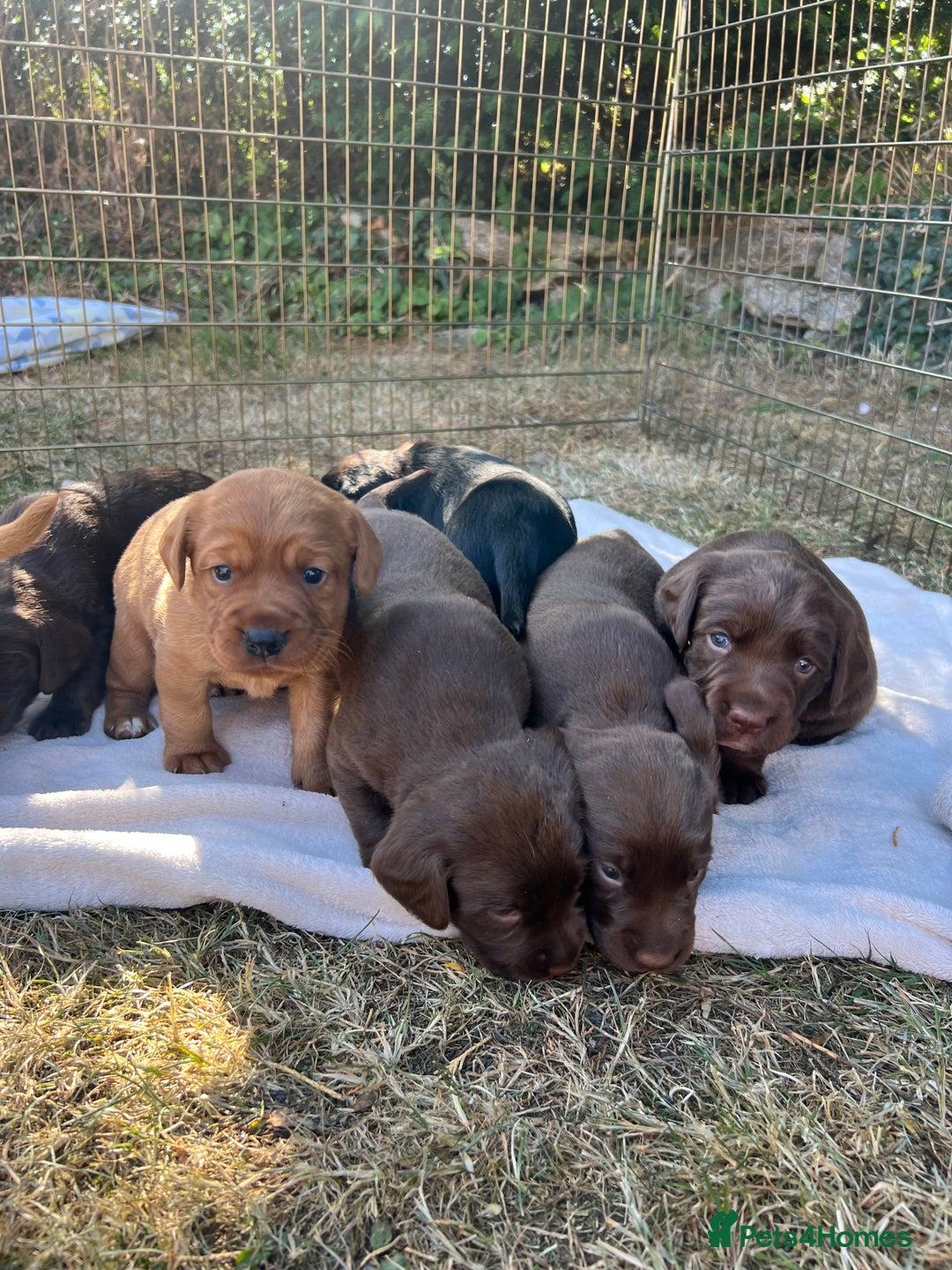 Cockerdor dogs for sale: Beautiful Cockerdor puppies for sale  - Image 9
