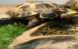 Tortoise reptiles for sale: Female Horsefield tortoise  - Image 2