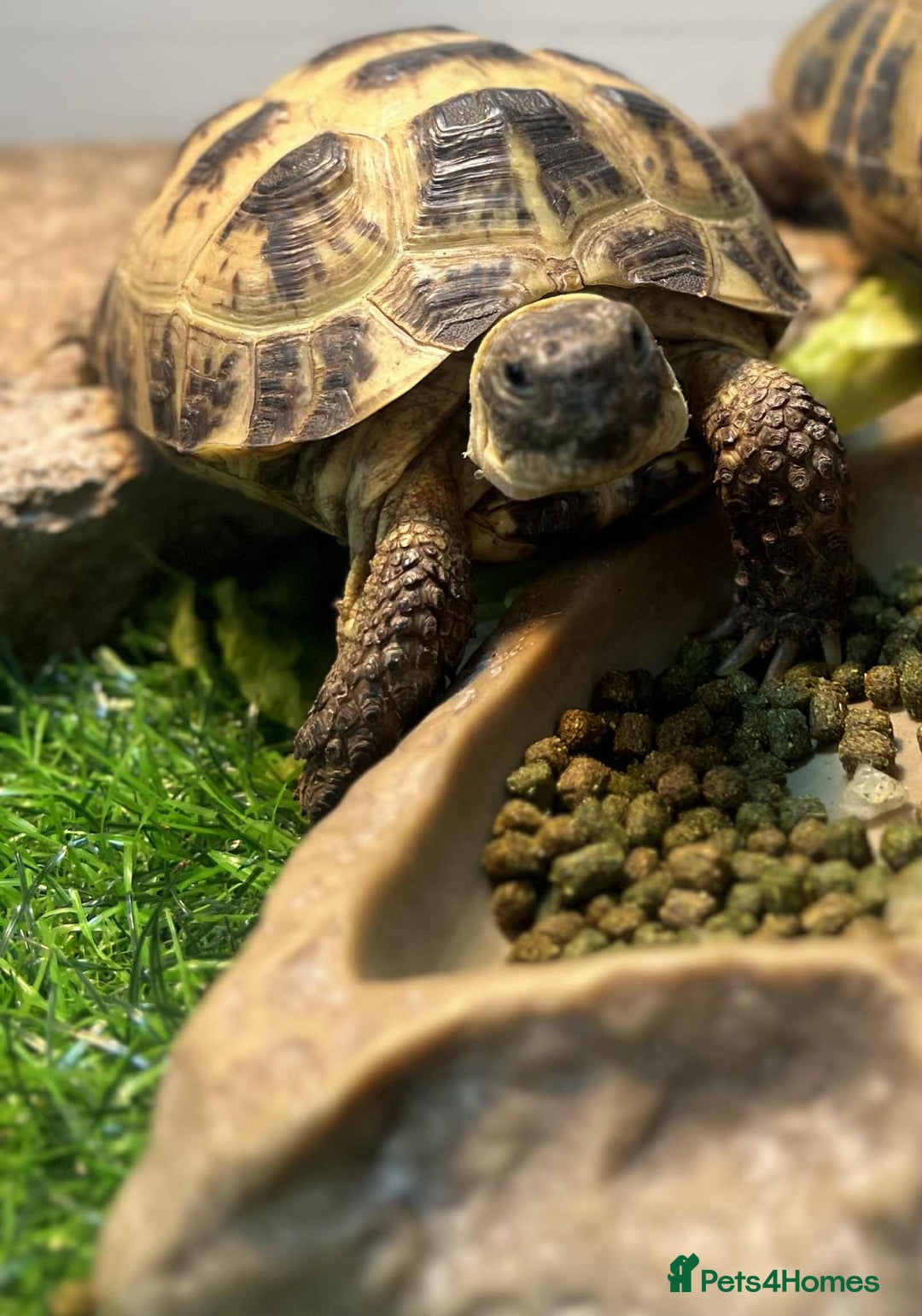 Tortoise reptiles for sale: Female Horsefield tortoise  - Image 2