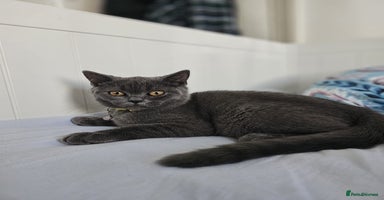 British Shorthair cats - Advert 12