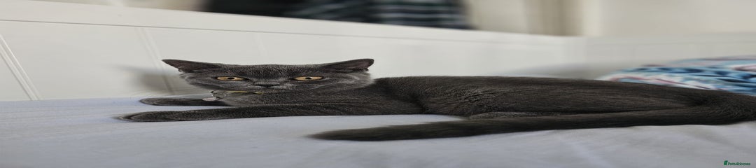 British Shorthair - Sky