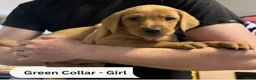 Labrador Retriever dogs for sale: Fox Red & Light Labrador Puppies- Ready June 2026 - Advert 24