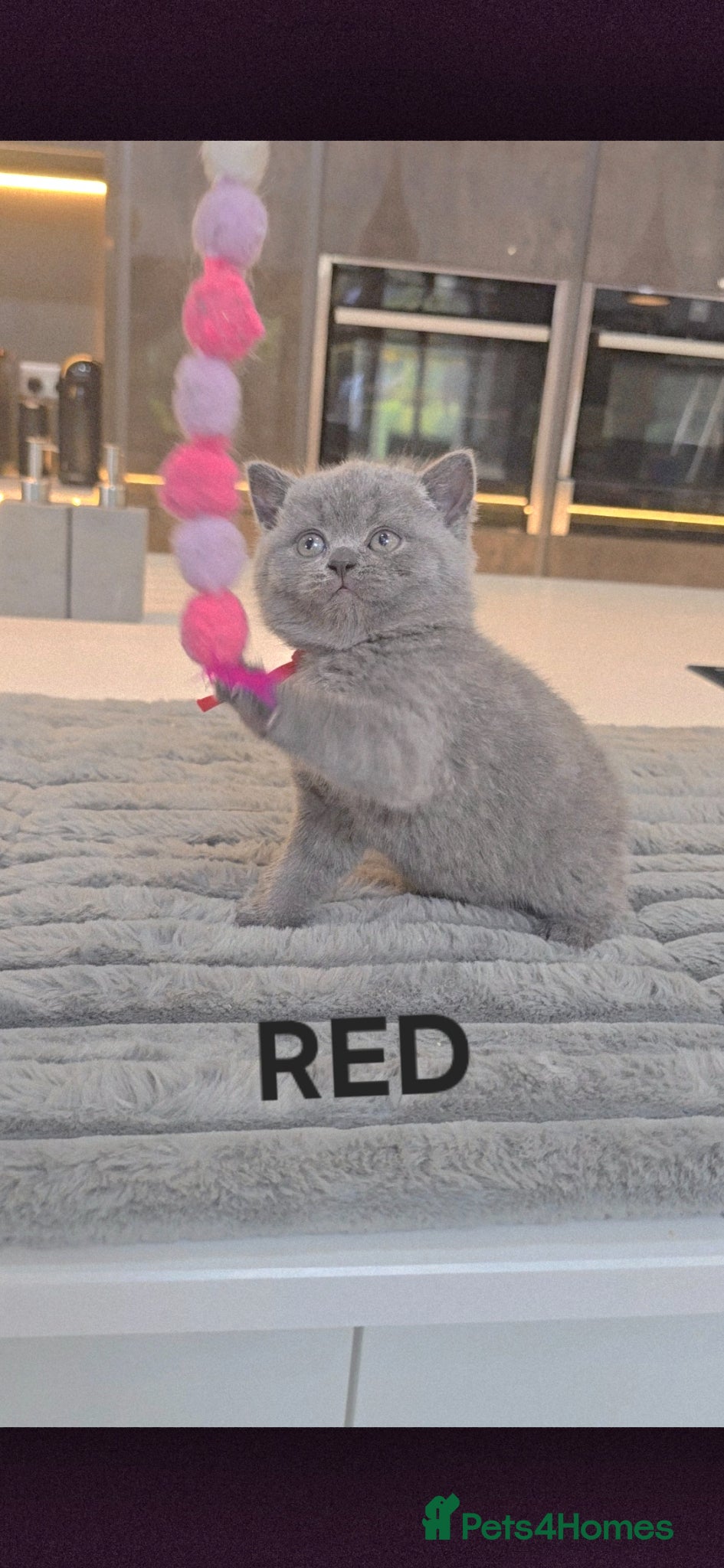 British Shorthair cats ONLY 2 LEFT-PEDIGREE BRITISH SHORTHAIR KITTENS - Advert 3