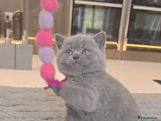British Shorthair cats ONLY 2 LEFT-PEDIGREE BRITISH SHORTHAIR KITTENS - Advert 5