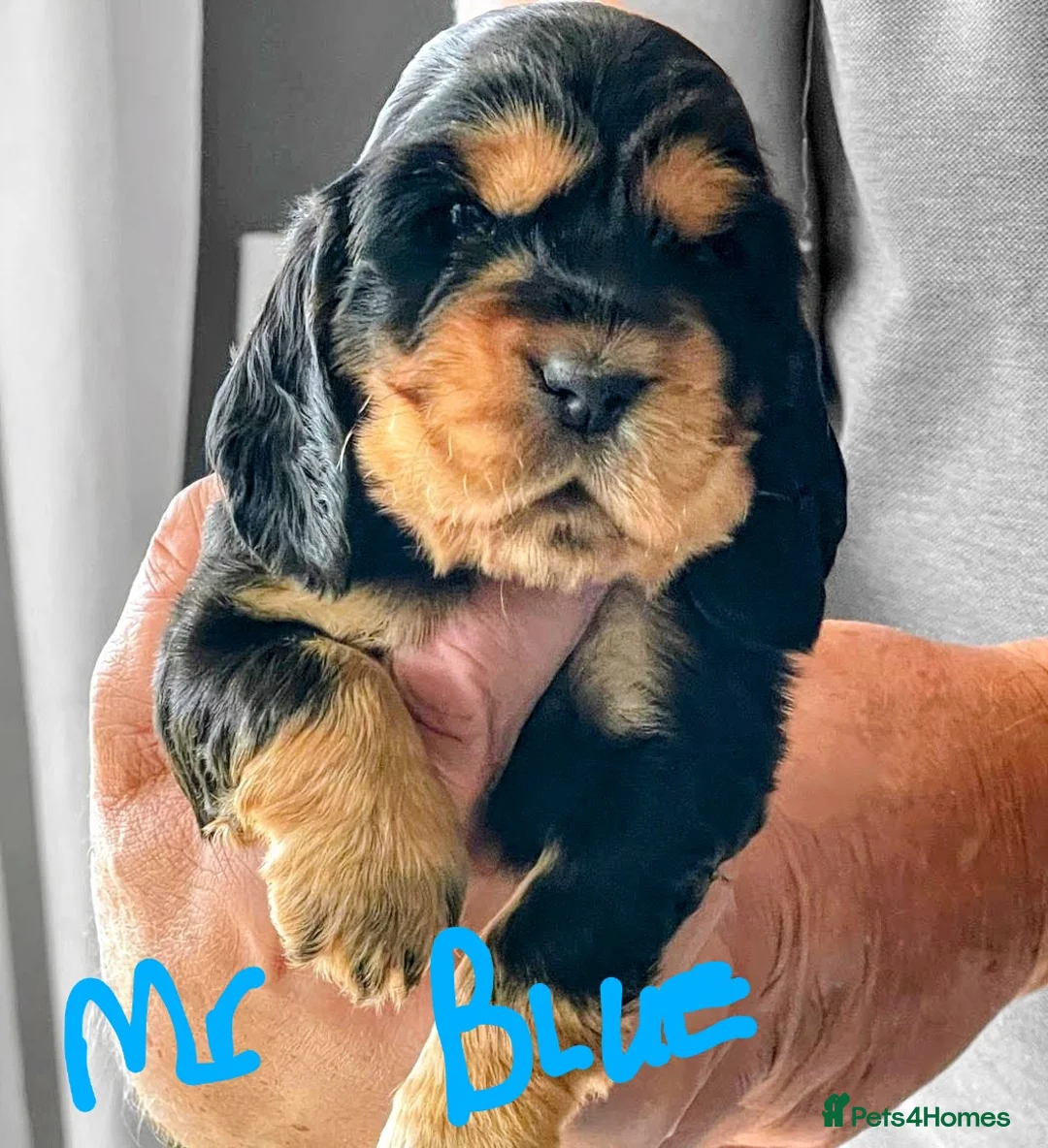Cocker Spaniel dogs for sale: Very Well Bred ,Pure,KC, Show Type, C /S Puppiesr - Advert 7