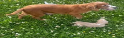 Cocker Spaniel dogs for sale: Working cocker spaniel puppies - Advert 13