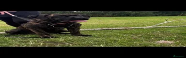 Cane Corso 