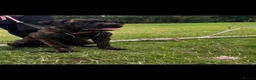 Cane Corso dogs for sale: Female Cane Corso - Advert 1