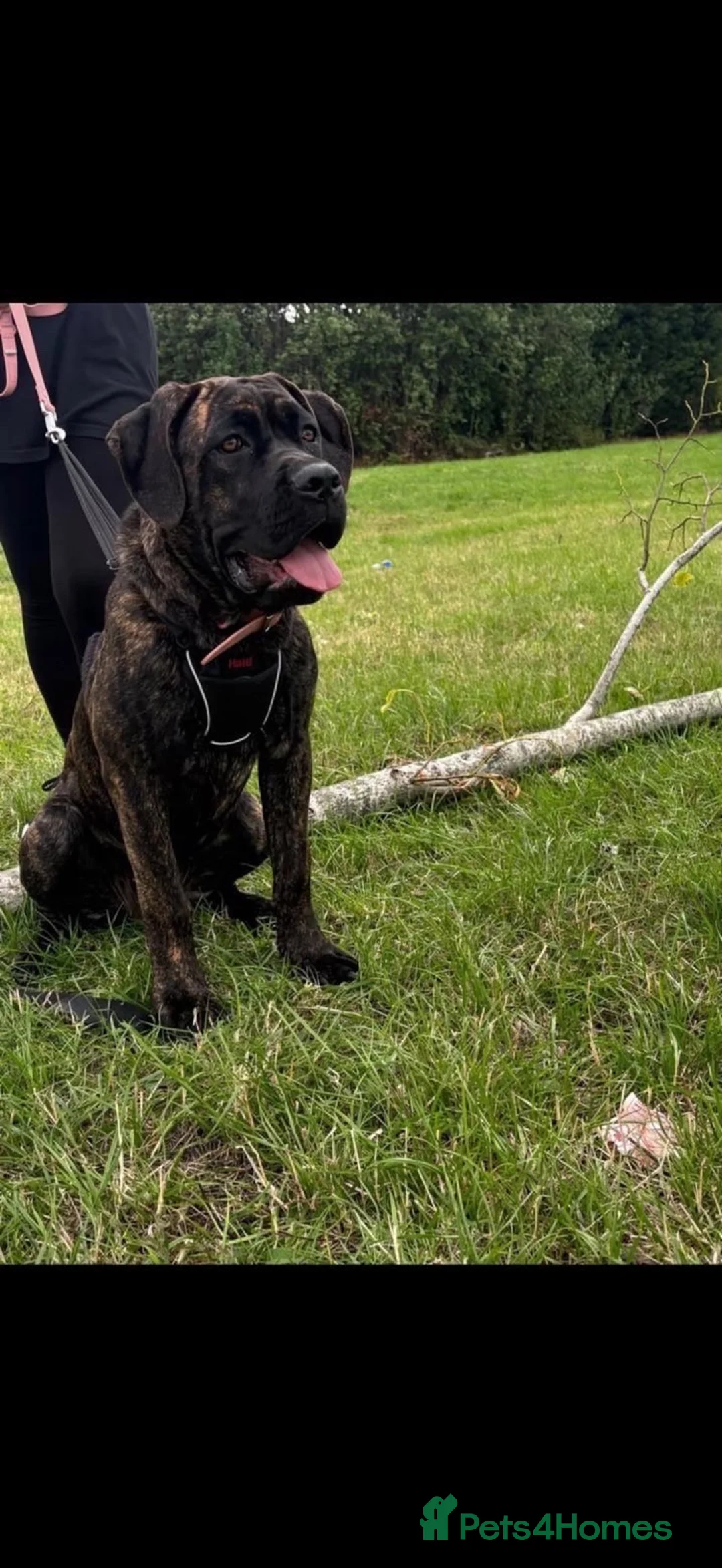 Cane Corso dogs for sale: Female Cane Corso - Advert 1