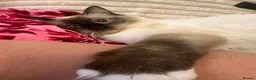Ragdoll cats for sale: Axel Looking for Forever home  - Advert 9