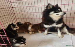 Pomsky dogs for sale:  toy size multi-generational pomsky puppies  - Image 15