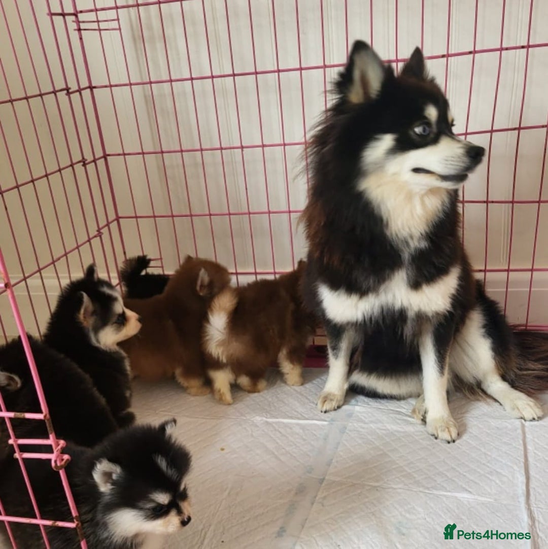 Pomsky dogs for sale:  toy size multi-generational pomsky puppies  - Image 15