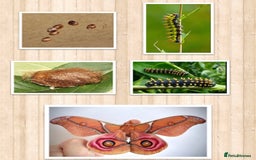 Mixed Breed invertebrates for sale: Madagascan Bullseye Moth Pupae x 5 - Image 2