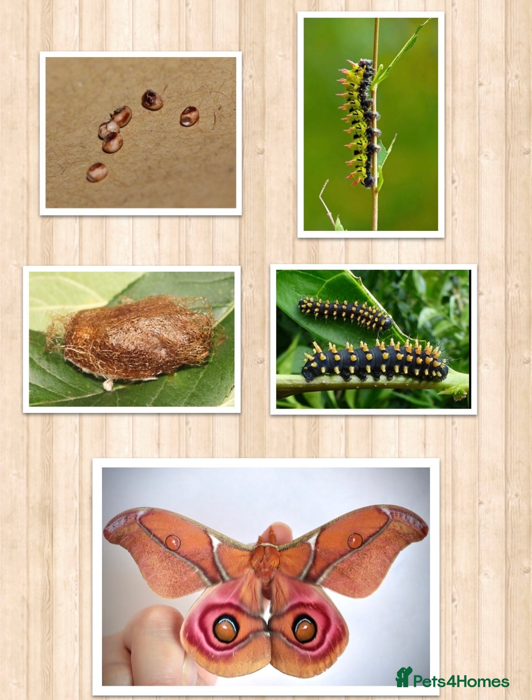 Mixed Breed invertebrates for sale: Madagascan Bullseye Moth Pupae x 5 - Image 2