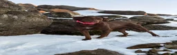 Springador dogs for sale: 🐾 Loving Home Wanted for Our Springerdor  - Advert 3