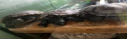 Terrapin reptiles for sale: 3 beautiful terrapins - Advert 2