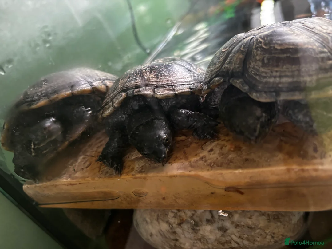 Terrapin reptiles for sale: 3 beautiful terrapins - Advert 2