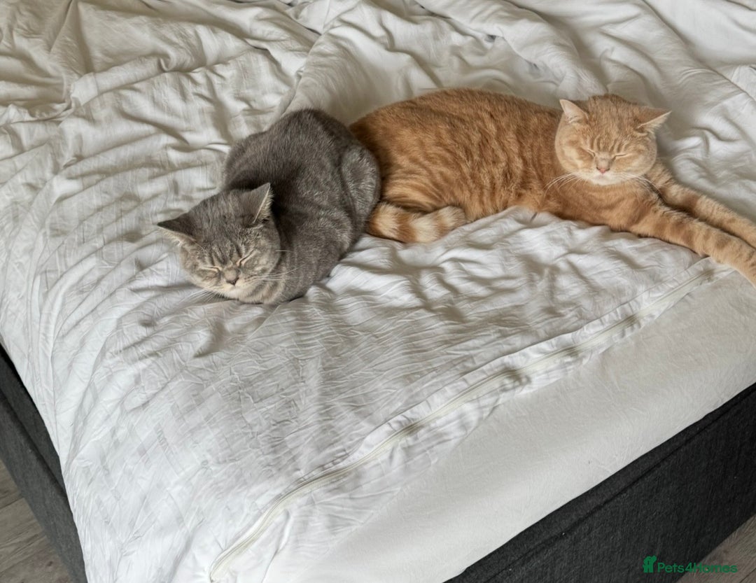 British Shorthair cats for sale: Beautiful BSH Cats Brother and Sister  - Image 10