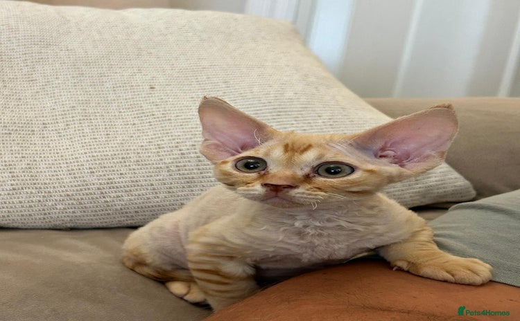 Devon Rex cats - Advert 1