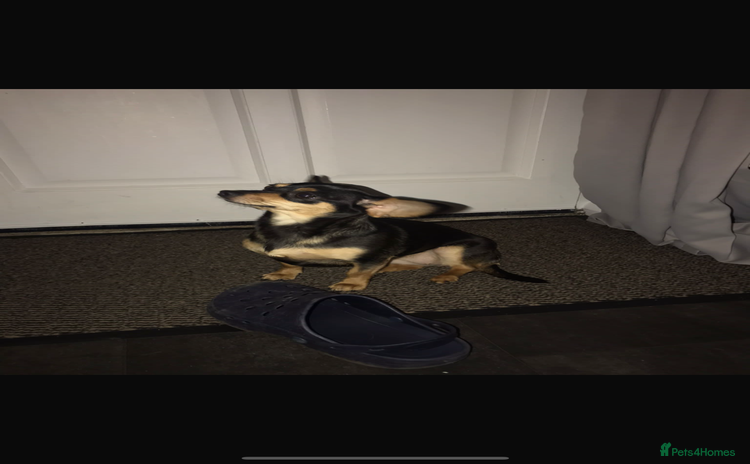 Chihuahua dogs - Advert 1